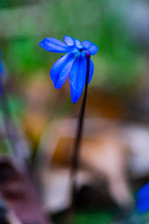 irst spring blue Scilla siberica flowers in a wild forestの写真素材