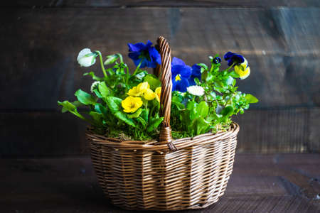 Spring floral concept for Easter holiday on dark wooden background with copy spaceの写真素材