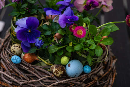 Easter holiday natural composition with boxwood, colored eggs and spring flowers like tricolor violas etcの写真素材