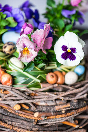 Easter holiday natural composition with boxwood, colored eggs and spring flowers like tricolor...