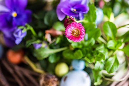 Easter holiday natural composition with boxwood, colored eggs and spring flowers like tricolor...