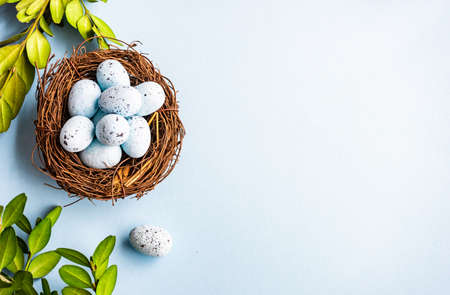 Easter holiday card concept with blue colored eggs and boxwood on pastel blue background with copy...