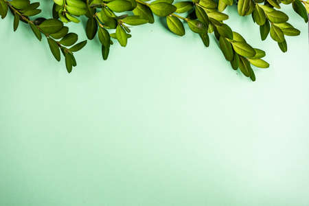Easter holiday card concept with boxwood leaves on green pastel background with copy spaceの写真素材