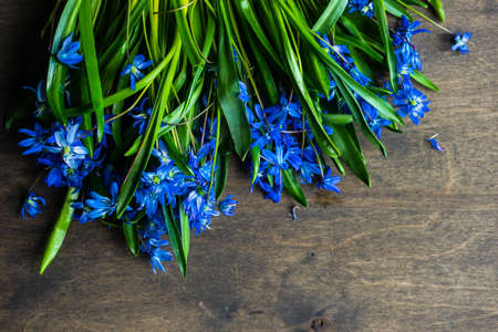 Spring card concept with bright blue flowers of scilla siberica on rustic background with copy space