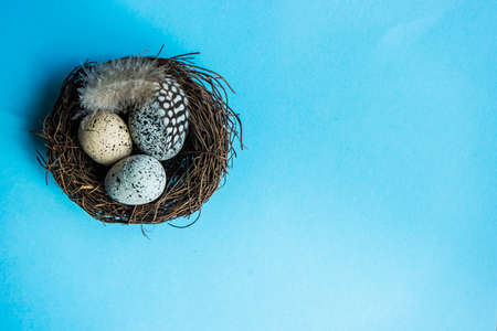 Easter holiday card concept with blue colored eggs and boxwood on pastel blue background with copy spaceの写真素材