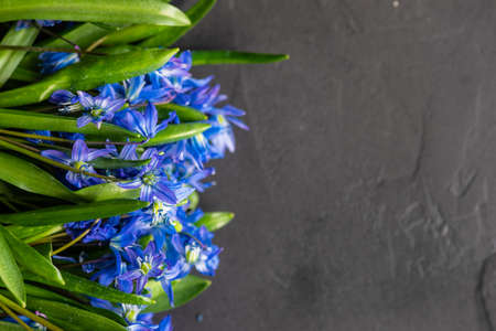 Spring card concept with bright blue flowers of scilla siberica on rustic background with copy space