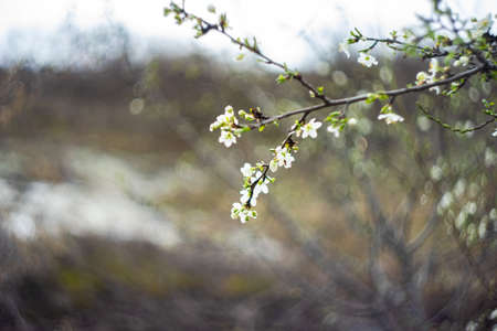 Blossom of cherry tree with dew on petals in a spring time gardenの写真素材
