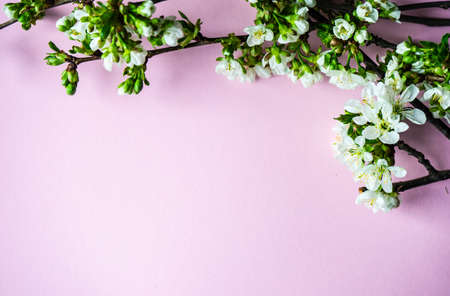 Spring floral frame with blooming cherry tree branches on pastel pink background with copy spaceの写真素材