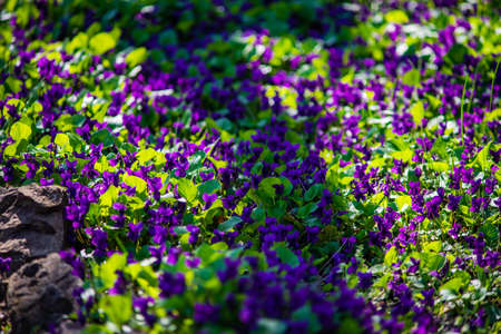 Viola odorata - Sweet Violet, English Violet, Common Violet, or Garden Violet