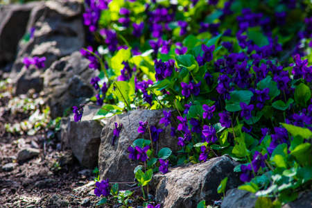 Viola odorata - Sweet Violet, English Violet, Common Violet, or Garden Violetの写真素材