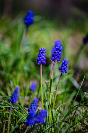 Wild hyacinth flowers in a field in spring time forestの写真素材