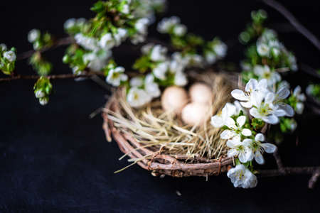 Easter card concept with nest full of eggs and blooming cherry on black stone background with copy...