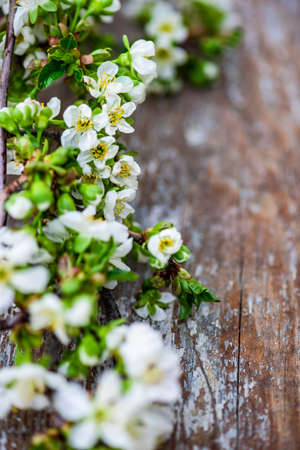 Spring floral frame with blooming cherry tree branches on rustic wooden background with copy space