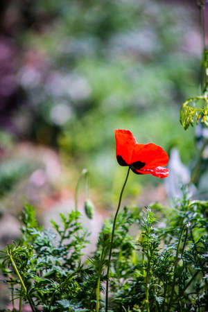 Red poppies flowers in the spring time fieldの写真素材