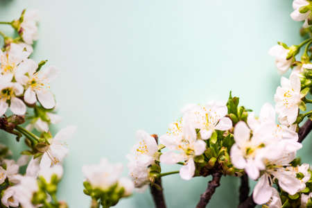 Spring floral frame with blooming cherry tree branches on pastel green background with copy spaceの写真素材