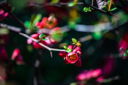 Blooming of Chaenomeles japonica (Japanese flowering quince) in a spring time gardenの写真素材