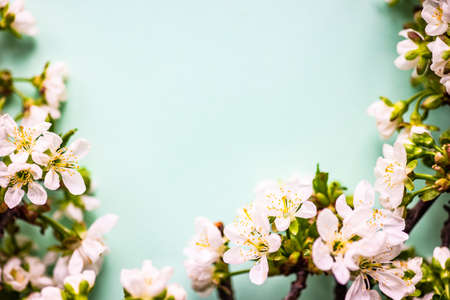 Spring floral frame with blooming cherry tree branches on pastel green background with copy spaceの写真素材