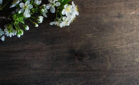 Spring floral frame with blooming cherry tree branches on rustic wooden background with copy spaceの写真素材