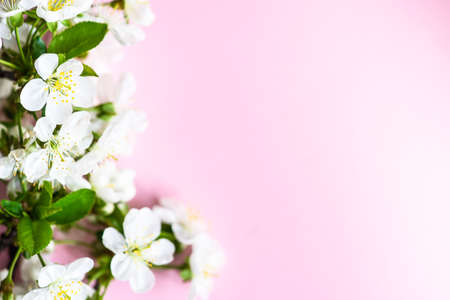 Spring floral frame with blooming cherry tree branches on pastel pink background with copy spaceの写真素材