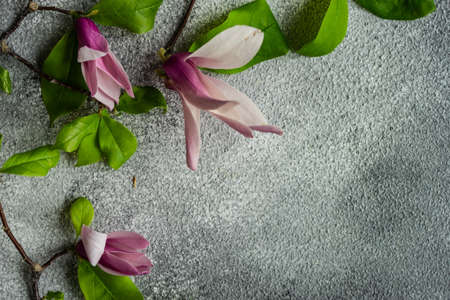 Floral frame with beautiful magnolia flowers as a spring card concept with copy spaceの写真素材