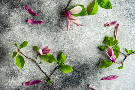 Floral frame with beautiful magnolia flowers as a spring card concept with copy spaceの写真素材