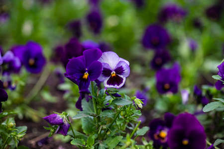 Bright tricolor viola flowers in a summertime gardenの写真素材