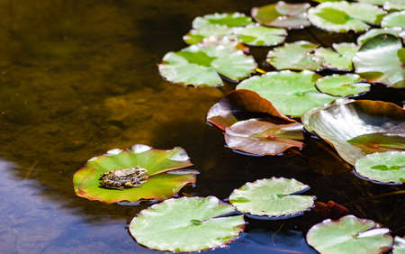 Green frog on the lotus leave in the lake