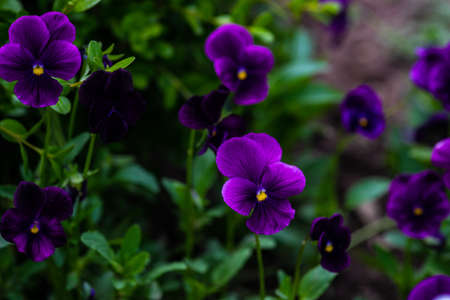 Bright tricolor viola flowers in a summertime garden