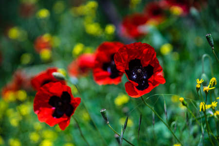 Vivid red poppy flowers in a wild meadowの写真素材