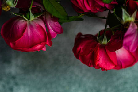 Floral frame concept with red tea roses on concrete background with copy spaceの写真素材