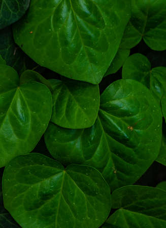 Fresh spring leaves as a natural background with copy space