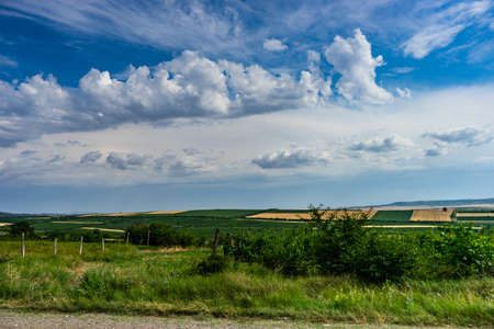 Famous vineyards in Kakheri area, summer time in Georgia