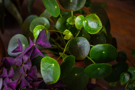 Green leaves of home flowerpot plant as a interior decorの写真素材