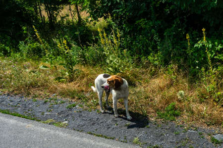 Nice homeless dog in sunny day outdoorの写真素材