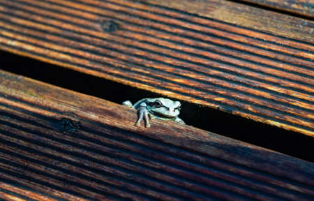 Little frog on outdoor pool as a relax concept