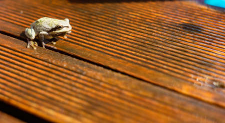 Little frog on outdoor pool as a relax concept