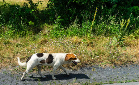 Nice homeless dog in sunny day outdoor