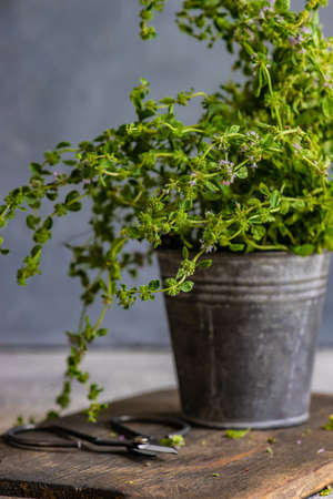 Cooking concept with traditional georgian herb local oregano - ombaloの写真素材