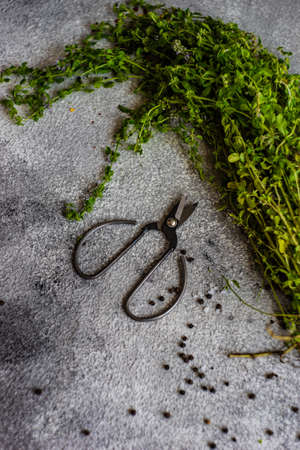 Cooking concept with traditional georgian herb local oregano - ombaloの写真素材