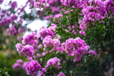 Pink flowers against the blue sky in the park, Lagerstroemia floribunda Jackの写真素材