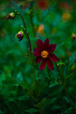Tall Gold and Burgundy Coreopsis Tinctoria Wildflowers /Tall Gold and Burgundy Coreopsis Tinctoria Wildflowers /Tall Gold and Burgundy Coreopsis Tinctoria Wildflowersの写真素材