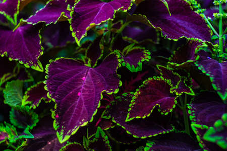 Natural summer background with fresh plant leavesの写真素材