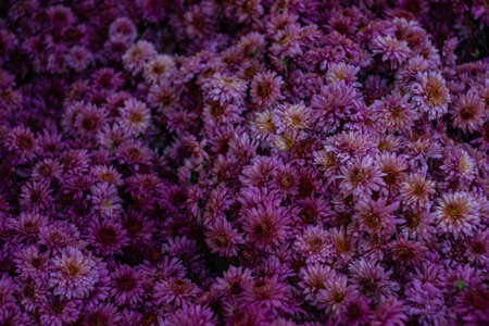 Autumnal flower compositon with different fall time flowersの写真素材