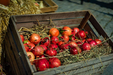 Autumnal fruits and vegetables at the harvest  holiday during Tbilisisoba celebration in Tbilisi, Georgiaの写真素材