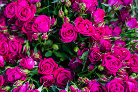 Purple roses with water drops as a natural backgroundの写真素材