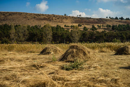Summer and autumnal rural landscape with straw on Lisi lake in Tbilisiの写真素材