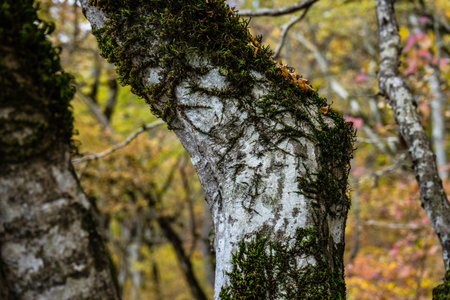 Caucasus mountain landscape in fall time in Georgia
