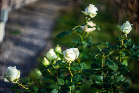 Flower of rose plant in a gardenの写真素材