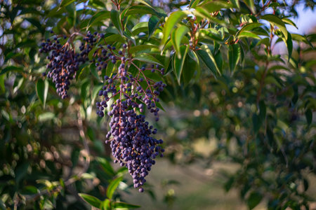 Garden bush plant Ligustrum known as a Privet in autumnal parkの写真素材