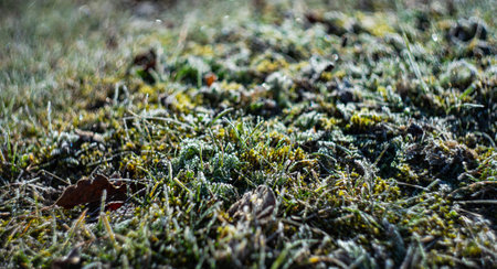 Natural card concept with autumnal leaves covered with frost in the morningの写真素材
